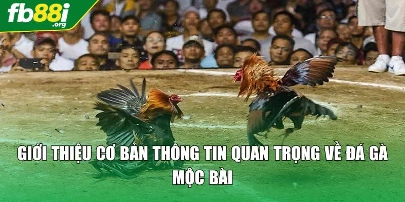 Giới thiệu cơ bản thông tin quan trọng về đá gà Mộc Bài