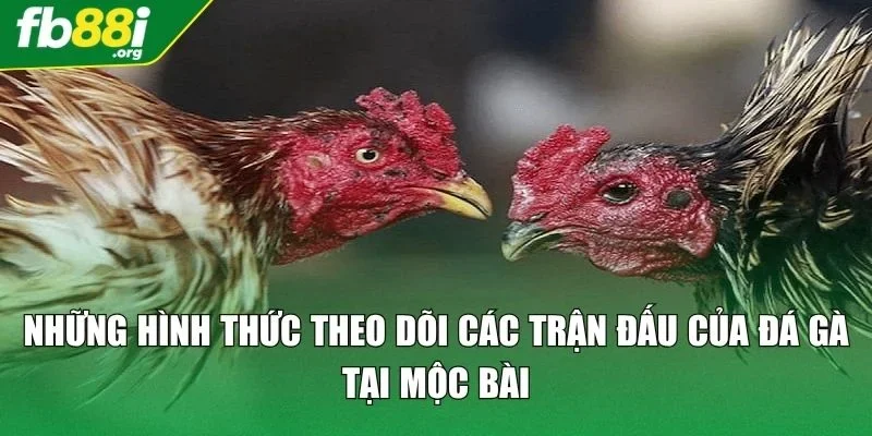 Những hình thức theo dõi các trận đấu của đá gà tại Mộc Bài