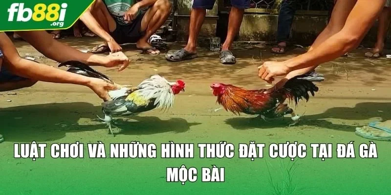 Luật chơi và những hình thức đặt cược tại đá gà Mộc Bài